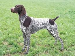 The german shorthaired lab is a cross between the german shorthaired pointer and the labrador retriever. Breed Profile German Shorthaired Pointer Sarasota Dog