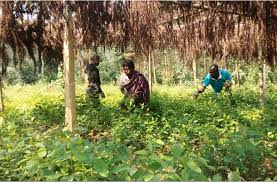 Image result for Harungana montana