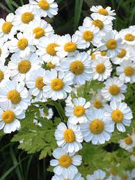 This Cheery Herb With Its Tiny Daisy Like Flowers Looks Similar To Chamomile But Is Far More Bitter Its Stems Are Also M Fairy Garden Feverfew Cottage Garden