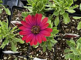 Image result for Osteospermum