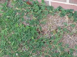Image result for Indigofera fulvopilosa