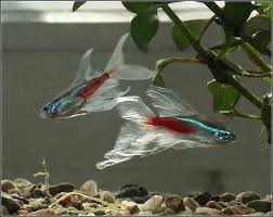 Neon Veu Con Imagenes Peces De Acuario Peces Tetra Betta