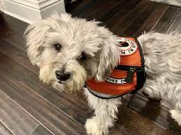 Maybe you would like to learn more about one of these? How Service Dogs Help With Epileptic Seizures The Pooch Coach