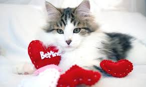 We have a few gift ideas. 30 Adorable Valentine S Day Gift Ideas For Pets Updated 2021 Shed Happens