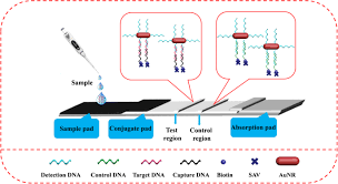 Postarea repetată de întrebări/răspunsuri ce încalcă regulamentul tpu va duce la suspendarea sau chiar la anularea contului. Gold Nanorods Based Lateral Flow Biosensors For Sensitive Detection Of Nucleic Acids Springerlink