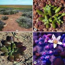 Cactus produce some of the most beautiful flowers you'll ever see in nature! Pdf Dudleya Crassifolia Crassulaceae A New Species From Northern Baja California Mexico