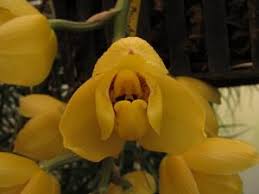 Image result for Rhipidoglossum burttii