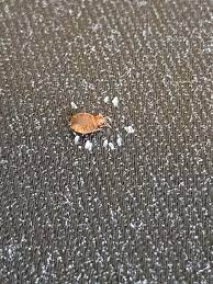 They're sneaky, hard to find, and can pose potential health risks for you and your family. What Do Bed Bugs Look Like