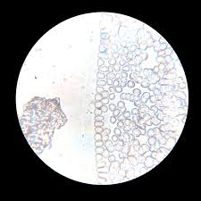 Primary job is to carry oxygen. Under The Microscope Blood Office For Science And Society Mcgill University