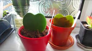Maybe you would like to learn more about one of these? Avoid The Hoya Kerri Plant Single Leaf Valentines Day Gimmick Youtube