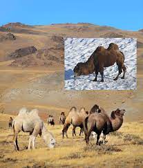 Camels are one of the most adaptive mammals on the planet. Camel Facts Animal Facts Encyclopedia