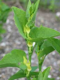Image result for Aristolochia albida