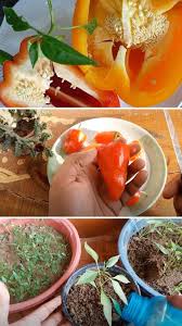 Plant asparagus seeds or crowns in the garden in early spring as soon as the soil is. 20 Best Vegetables Herbs And Fruits Can Regrow From Kitchen Scraps