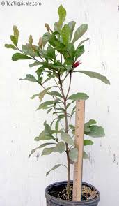 Image result for Synsepalum