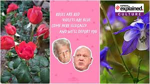 Roses are red, violets are blue. Where is the phrase from? We will tell you  | Explained News - The Indian Express