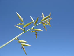 Image result for Eragrostis nindensis