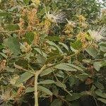 Image result for Maerua angolensis