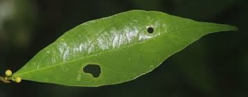 Image result for Dichapetalum