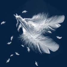 Feather Float White Feather Feather White Feather Beautiful Feathers Floating White Png Transparent Clipart Image And Psd File For Free Download In 2020 Blue Sky Background White Feathers Feather Magic