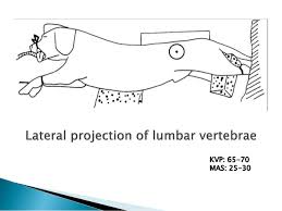 Lateral recumbency is better for lung ventilation and can be done with fewer people. Rkvy Radiographic Positioning Of Dog