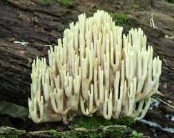 Image result for Ramaria stricta