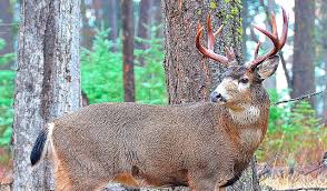Firewood, junk removal & hauling. As Season Opens Kitsap Deer Hunters Have Limited Options Kitsap Daily News
