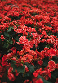 This site is rated with rta label. 500 Flower Images Hq Download Free Flower Pictures On Unsplash