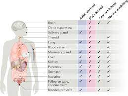 Describe the purpose of the hepatic portal circulation. Human Organoids Model Systems For Human Biology And Medicine Nature Reviews Molecular Cell Biology
