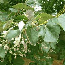 Maybe you would like to learn more about one of these? Bulgaria White Wholesale Dried Flowers Buy Wholesale Dried Flowers White Flower Wholesale Flowers Product On Alibaba Com