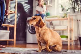 Viele große wohnungsgesellschaften lehnen hunde nicht automatisch ab, allerdings musst für den jeweiligen hund eine haltungserlaubnis beantragen. Mietwohnung Zu Haben Aber Bitte Ohne Kinder Und Hunde Mieten Derstandard At Immobilien