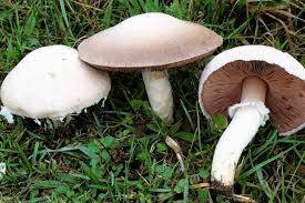 Die uefa champions league [. Lebensgefahr Pilz Experte Warnt Vor Champignons Tag24