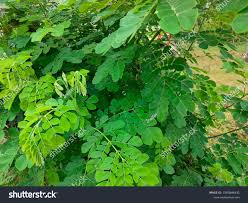 Image result for Moringaceae