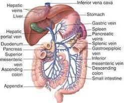 Portal Venous System Definition Of Portal Venous System By Medical Dictionary Medical Dictionary Human Body Anatomy Medical