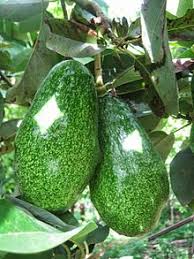 Avocat Fruit Wikipedia