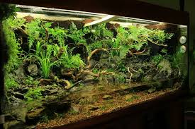 Pin By Susanna Creature Chaotika Gu On Aquarium Paludarium Aquascape Aquarium Reptile Habitat Aquarium Fish Tank