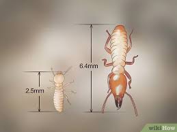 Learn what termites and termite damage look like, and find out what to do if you have them. 3 Ways To Identify Termite Larvae Wikihow