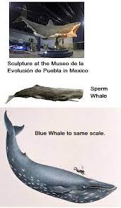 There are some secrets or facts of blue whale that will shock you. Is A Megalodon Bigger Than A Blue Whale Quora
