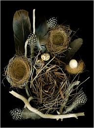 Nesting Still Life Scanner Photography By Ellen Hoverkamp Scanner Photography By Ellen Hoverkamp Tablolar Dekor Ve Kus