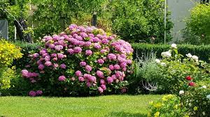 Wer sich die folgenden pflegehinweise zu. Hortensie Hortensien Hydrangeaceae Gartenzeitung Com