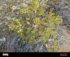Image result for Tapinanthus oleifolius