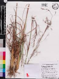 Image result for Andropogon fastigiatus