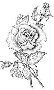 Teach them that the tiny blossoms are called rose buds. Pin By Phuongmrpaul On Black And White Pictures Roses Drawing Colouring Pages Coloring Pages