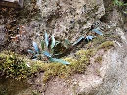 Image result for Elaphoglossum acrostichoides