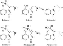 Image result for Psilocybin