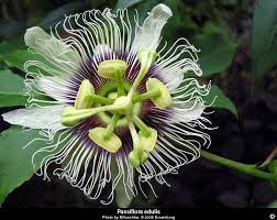 Attractive Flowers Games English The Free Dictionary Language Forums Passiflora Plants Passion Flower