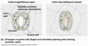 Maybe you would like to learn more about one of these? Structure Of The Leaf