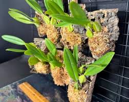 Image result for Bulbophyllum saltatorium