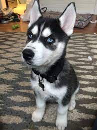 Kobe The Huskyy Huskypuppy Husky Puppy Husky Puppy Husky With Blue Eyes Funny Dogs