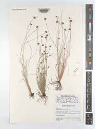 Image result for Bulbostylis hispidula