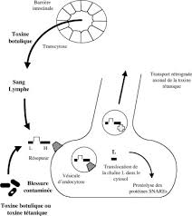 Le botulisme humain comprend le botulisme alimentaire, le botulisme infantile, le botulisme contracté par le biais d'une blessure, le botulisme par inhalation et d'autres types d'intoxications. Le Botulisme Agent Mode D Action Des Neurotoxines Botuliques Formes D Acquisition Traitement Et Prevention Sciencedirect